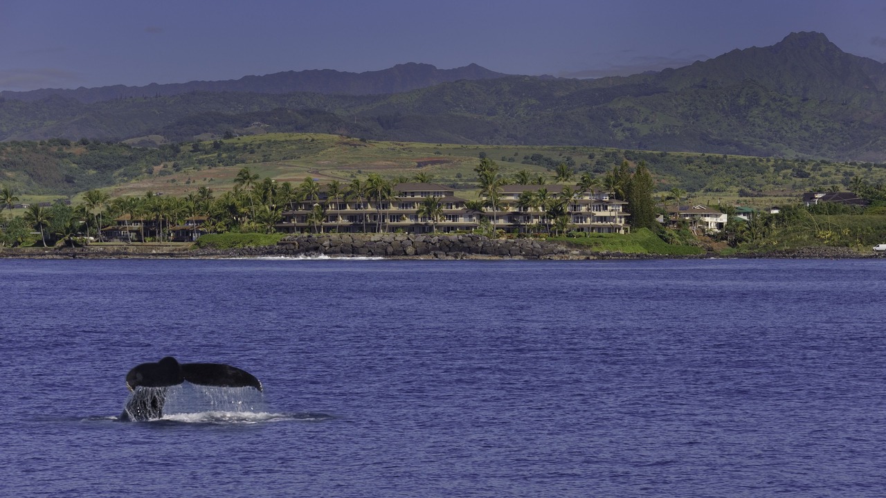 Photo of Others in Poipu