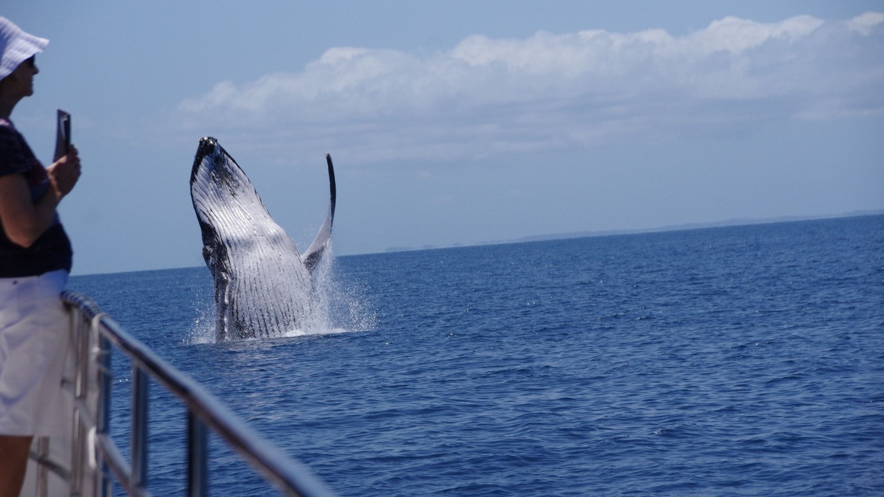 Photo of Others in Torquay