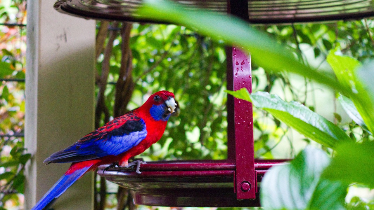 Photo of Bedroom in Mount Glorious