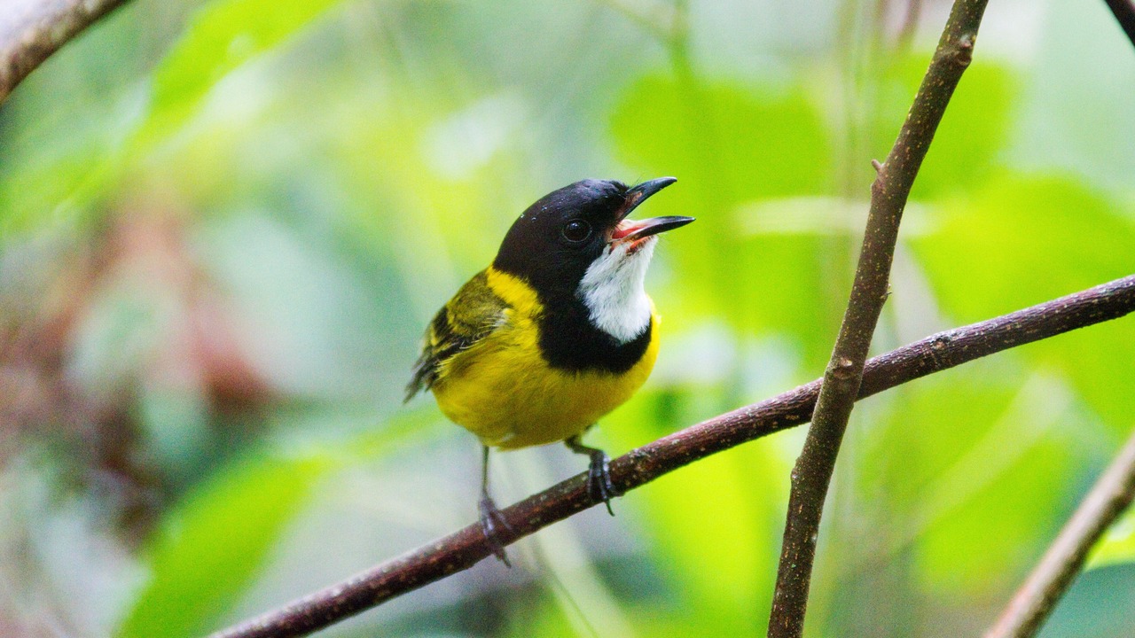 Photo of Outdoor in Mount Glorious