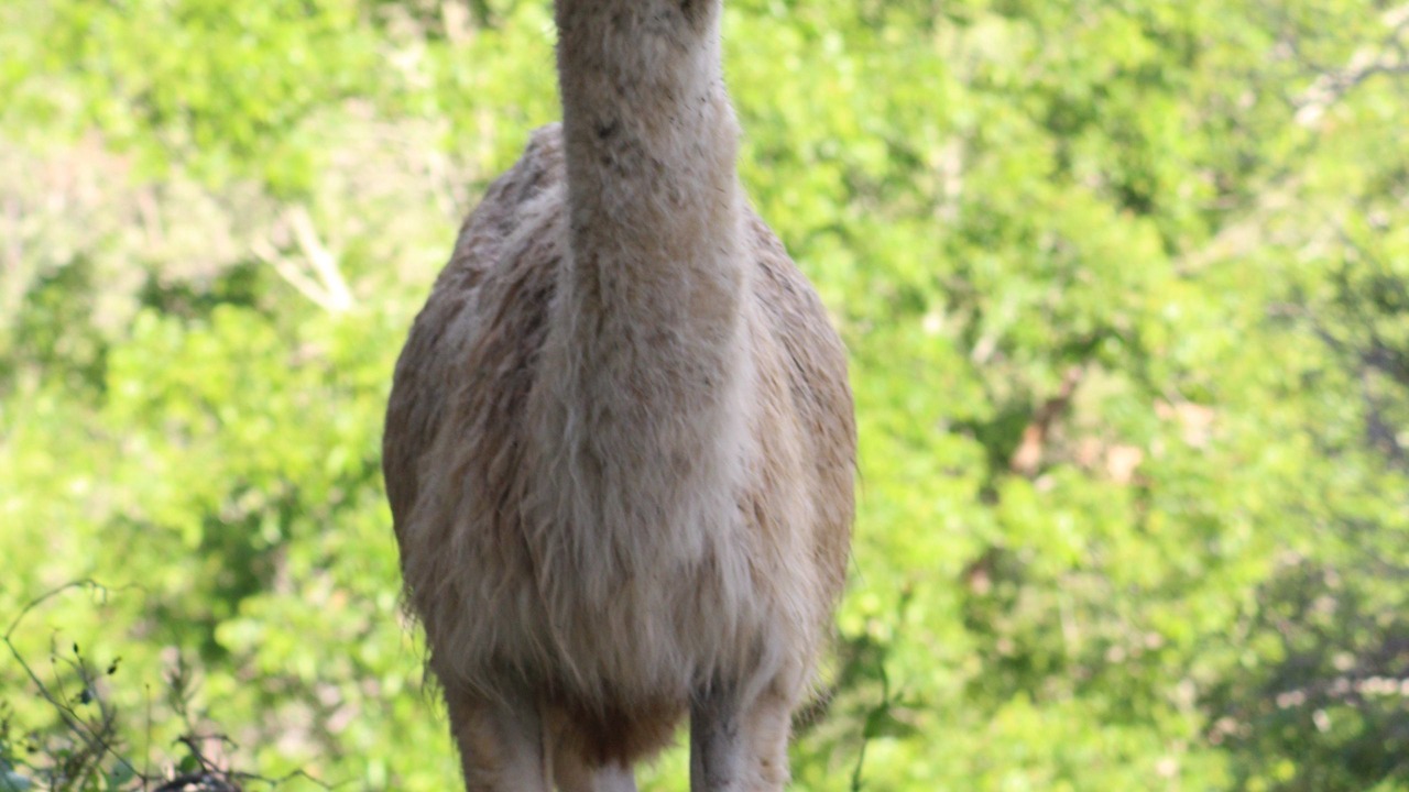 Photo of Outdoor in King Scrub