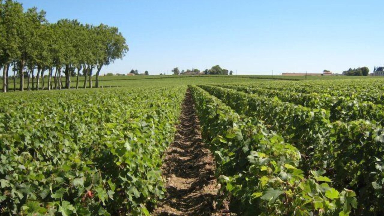 Photo of Bedroom in Libourne