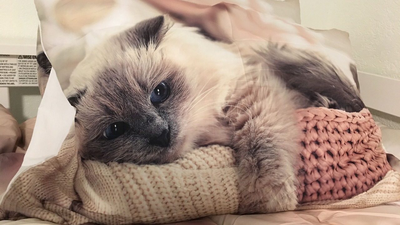 Photo of Others in Bonney Lake