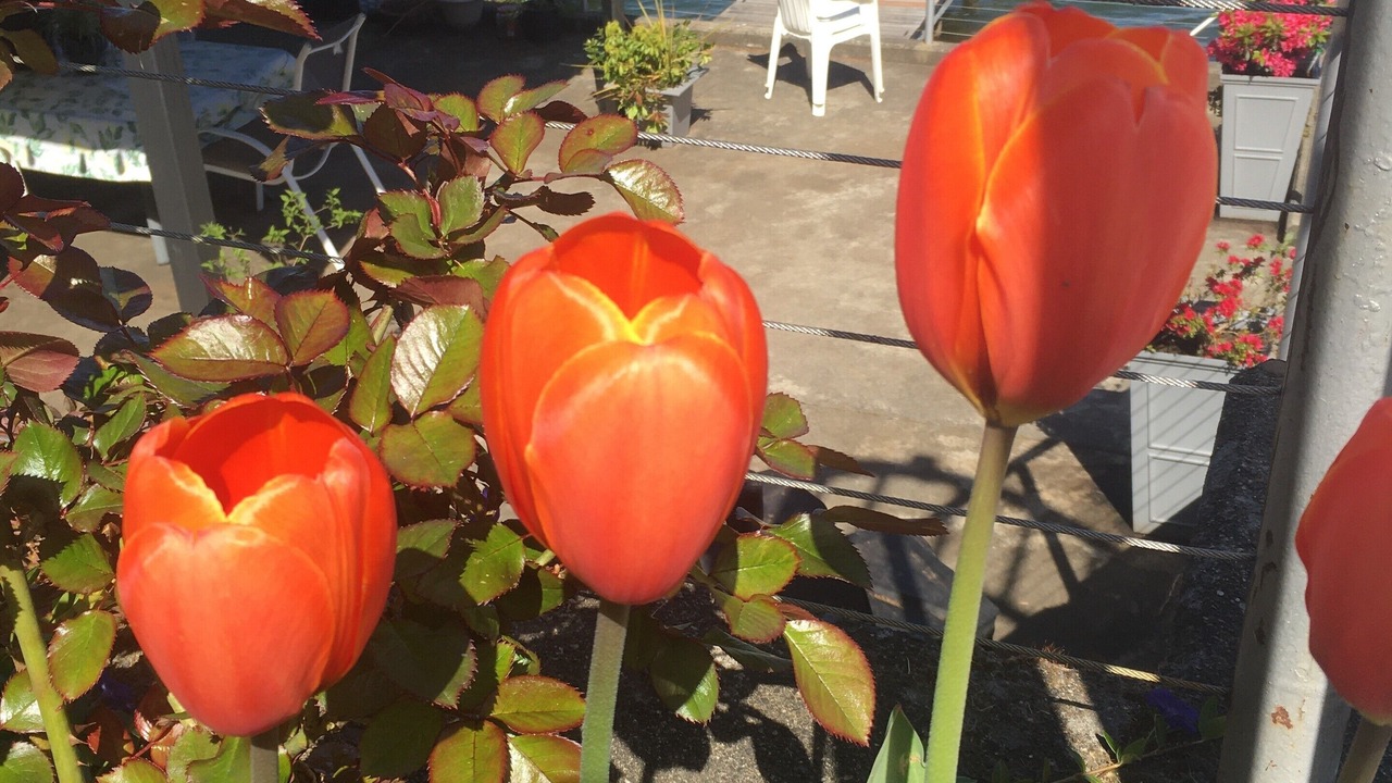 Photo of Outdoor in Bonney Lake