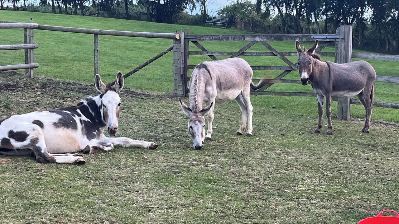 Photo of Outdoor in Boughton-under-Blean
