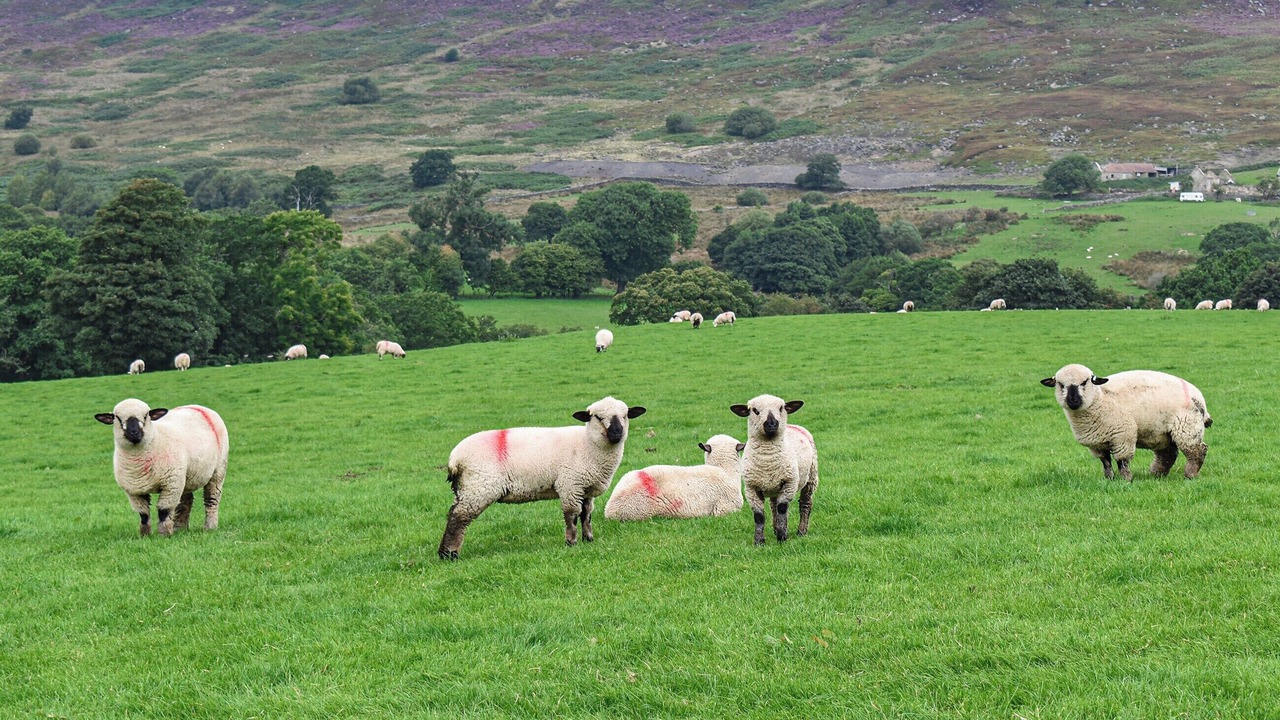 Photo of Others in Great Fryup Dale