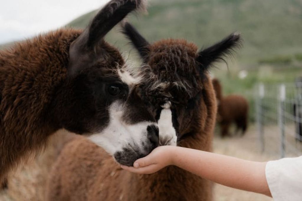 Photo of Others in McCammon