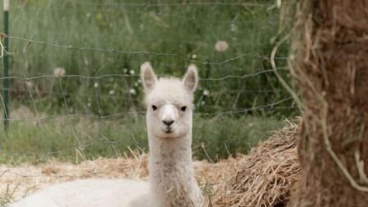 Photo of Others in McCammon