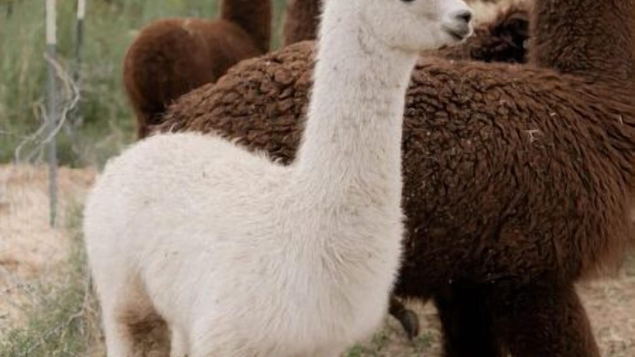 Photo of Others in McCammon