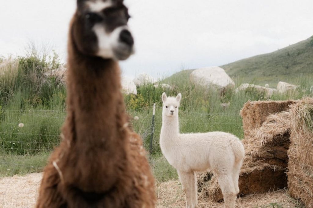 Photo of Others in McCammon