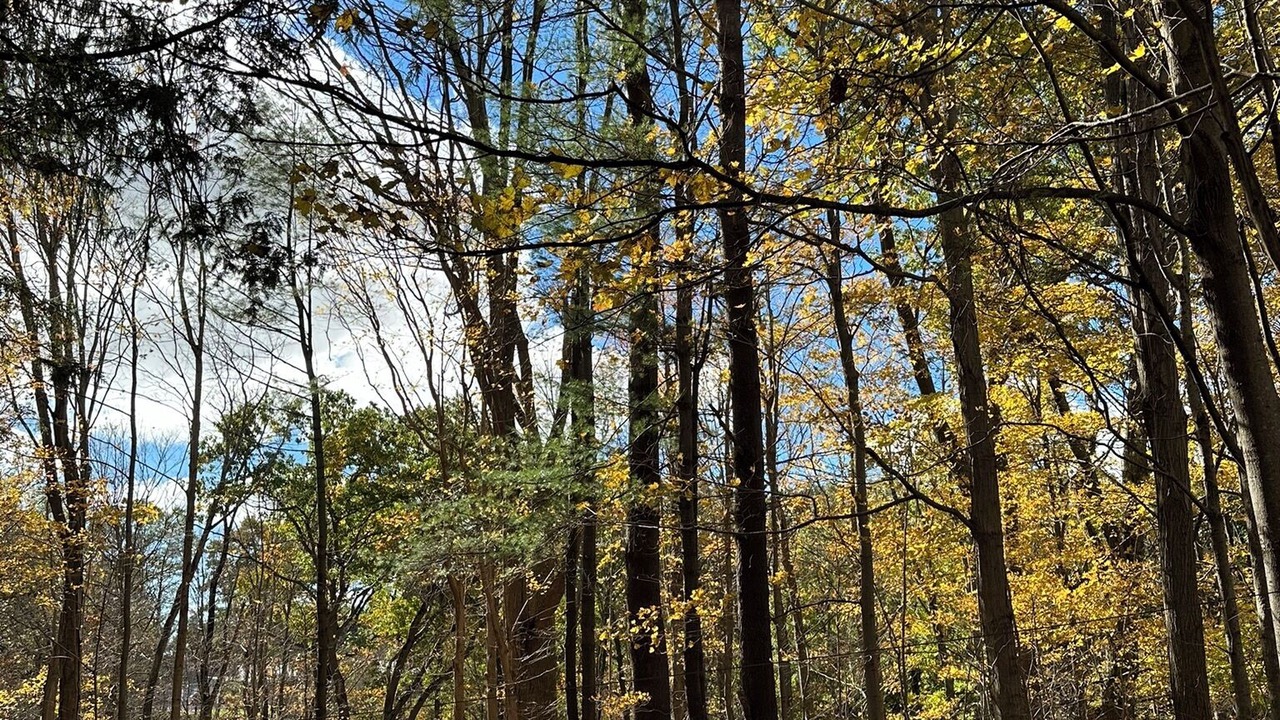 Photo of Outdoor in Pulaski