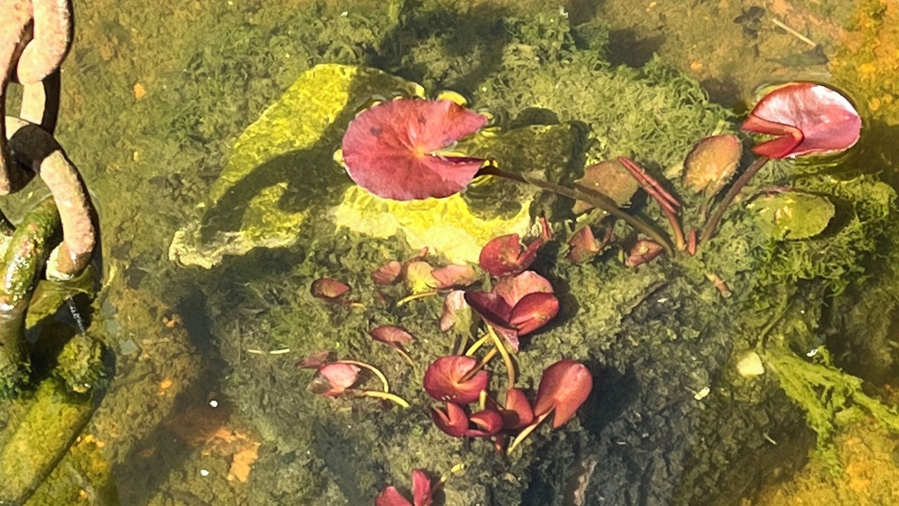 Photo of Outdoor in Bozouls