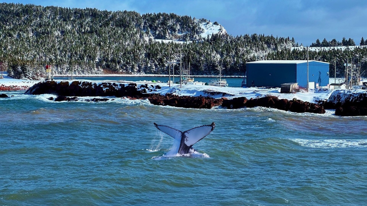 Photo of Others in Norman's Cove-Long Cove