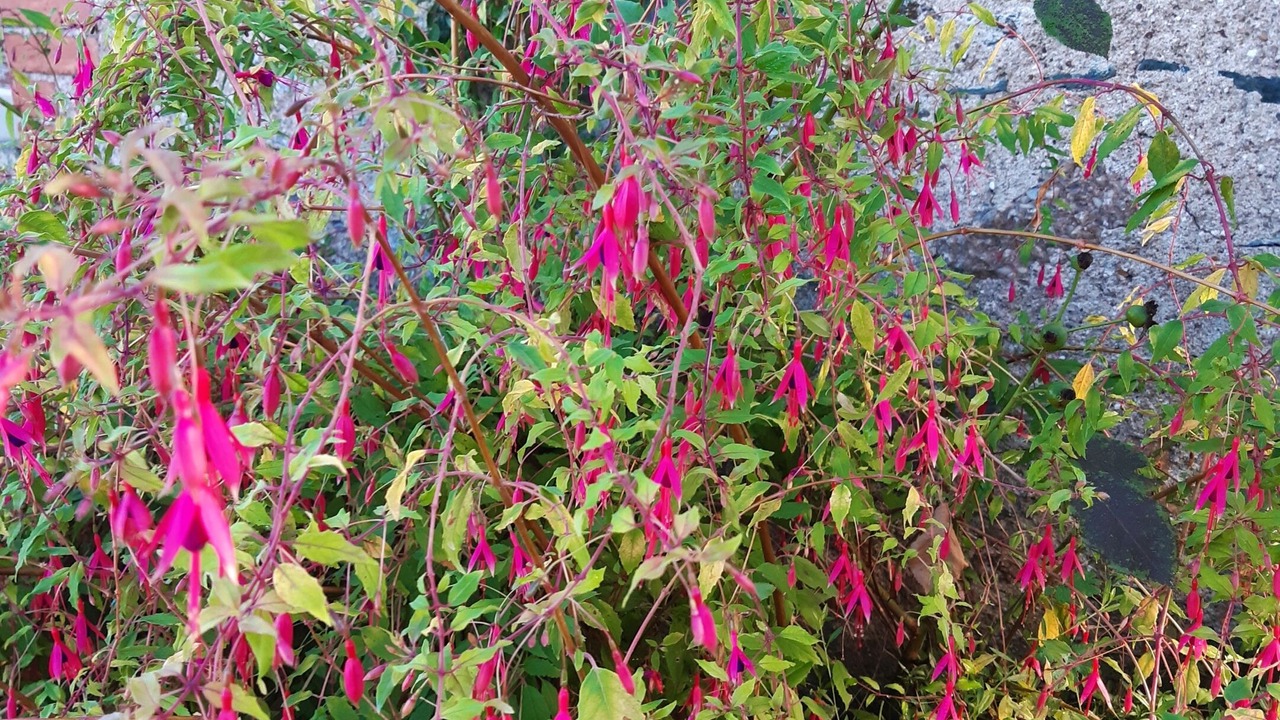 Photo of Outdoor in Beaulieu-sur-Layon
