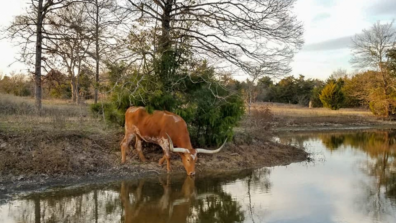 Photo of Outdoor in Groesbeck