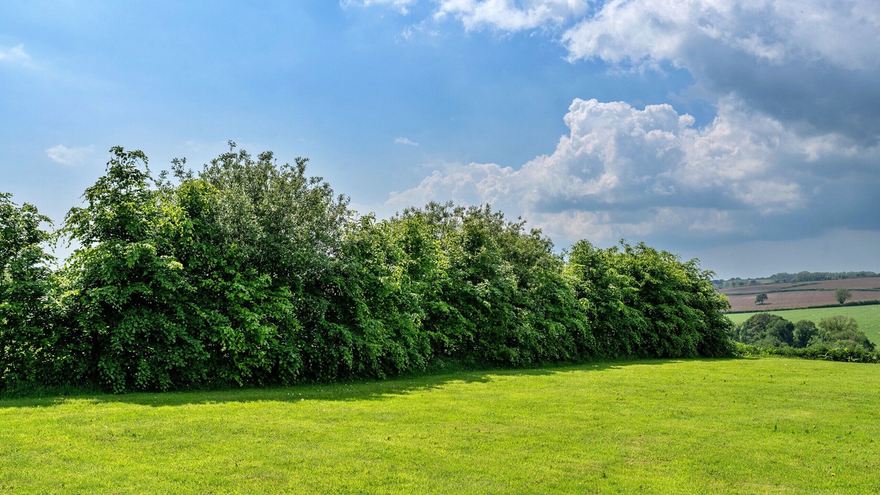 Photo of Others in Liskeard