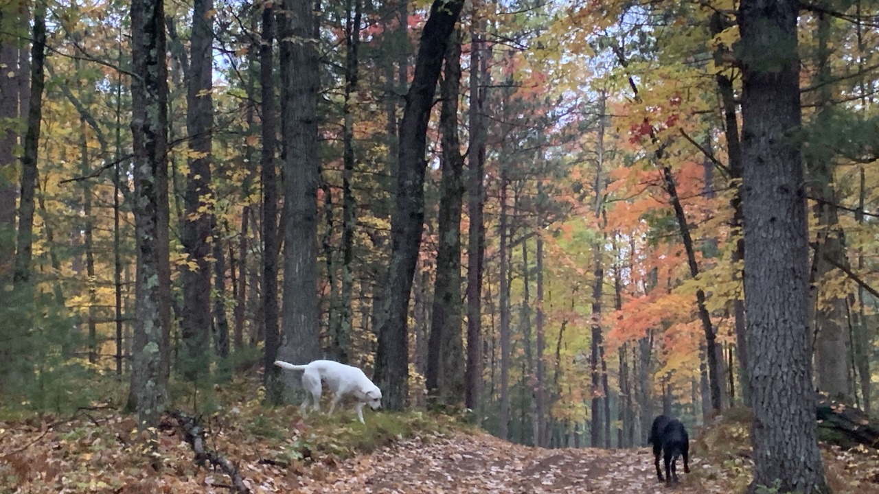 Photo of Outdoor in Manistee