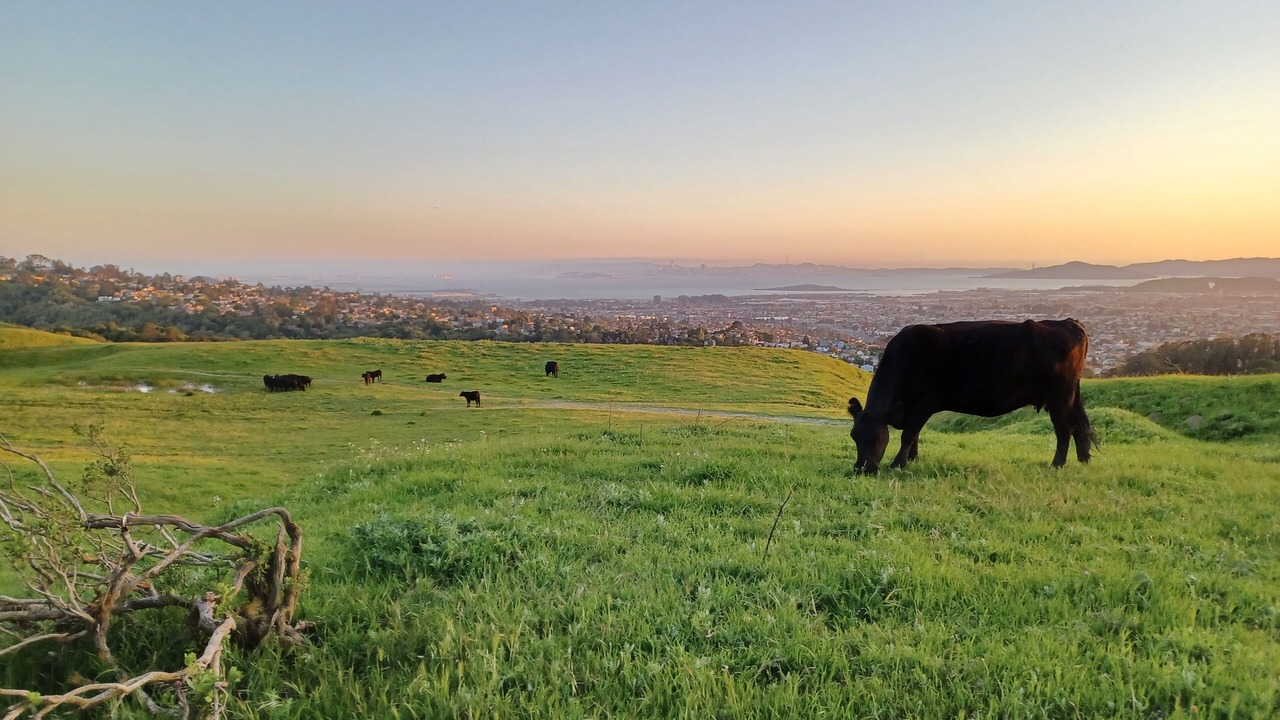 Photo of Outdoor in San Pablo