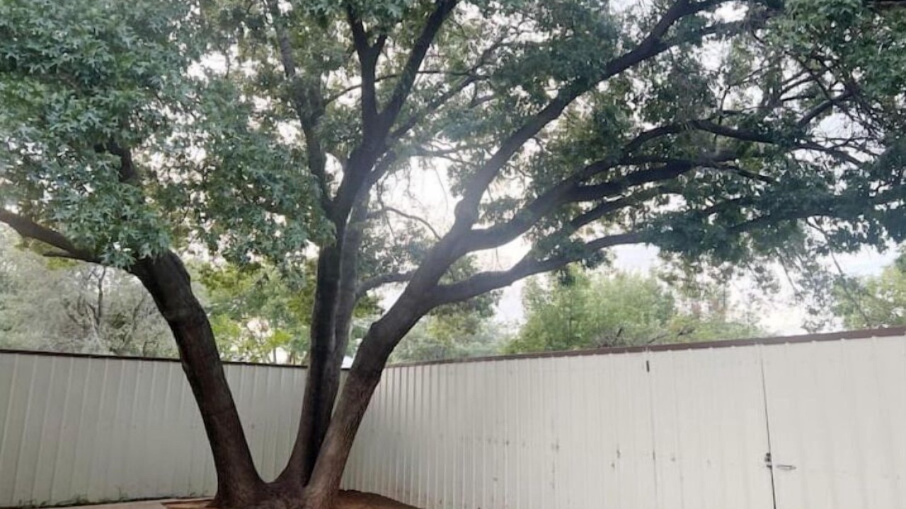 Photo of Outdoor in Lubbock