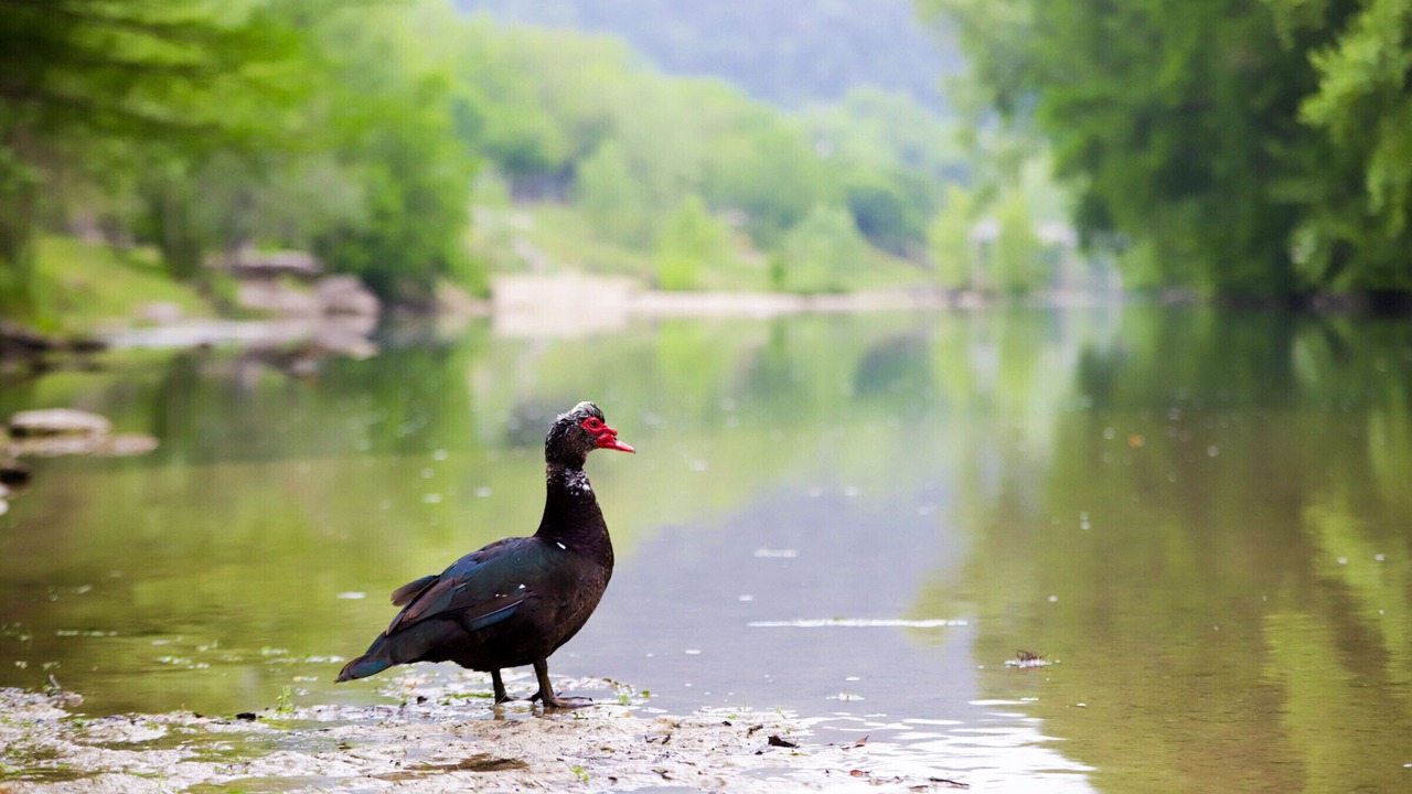 Photo of Others in New Braunfels