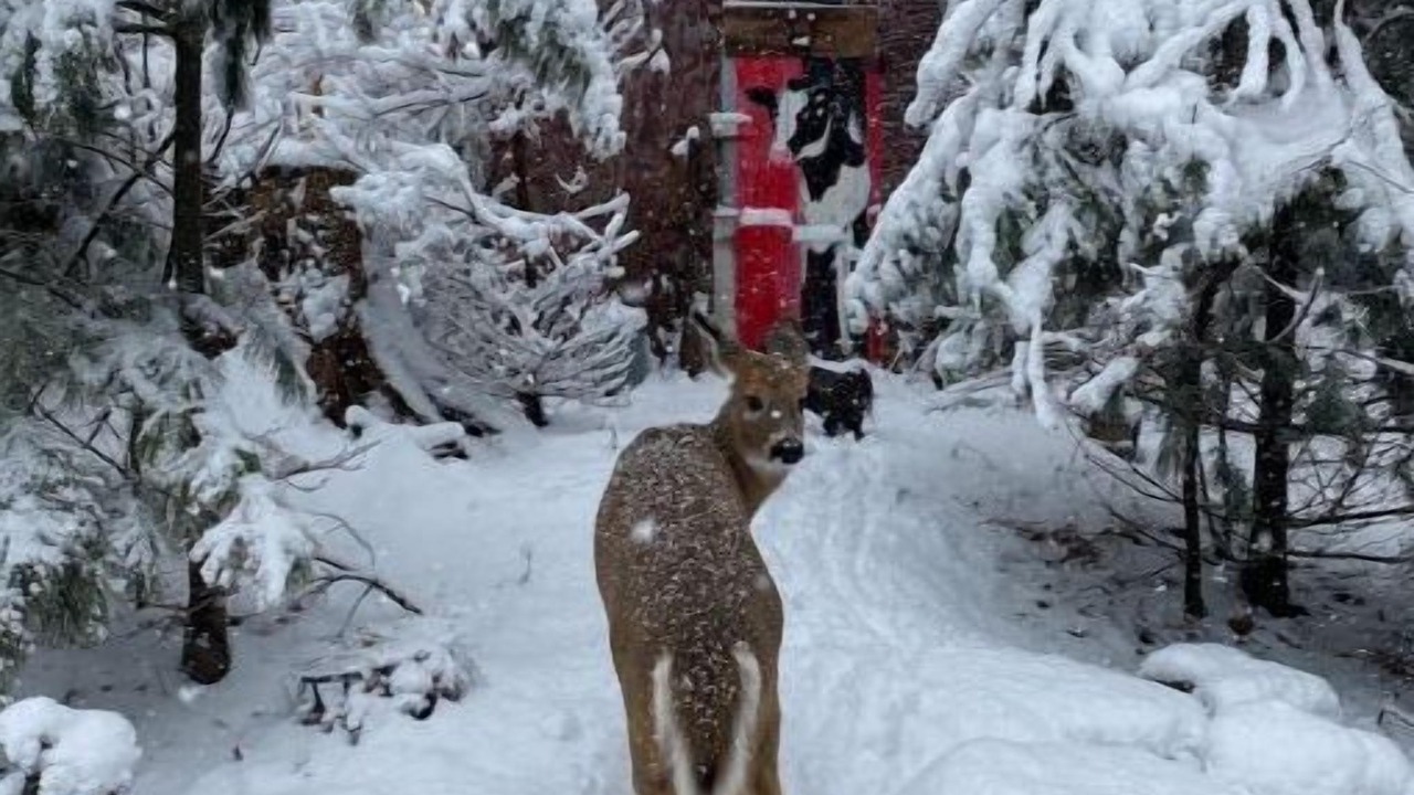 Photo of Outdoor in Oliverea