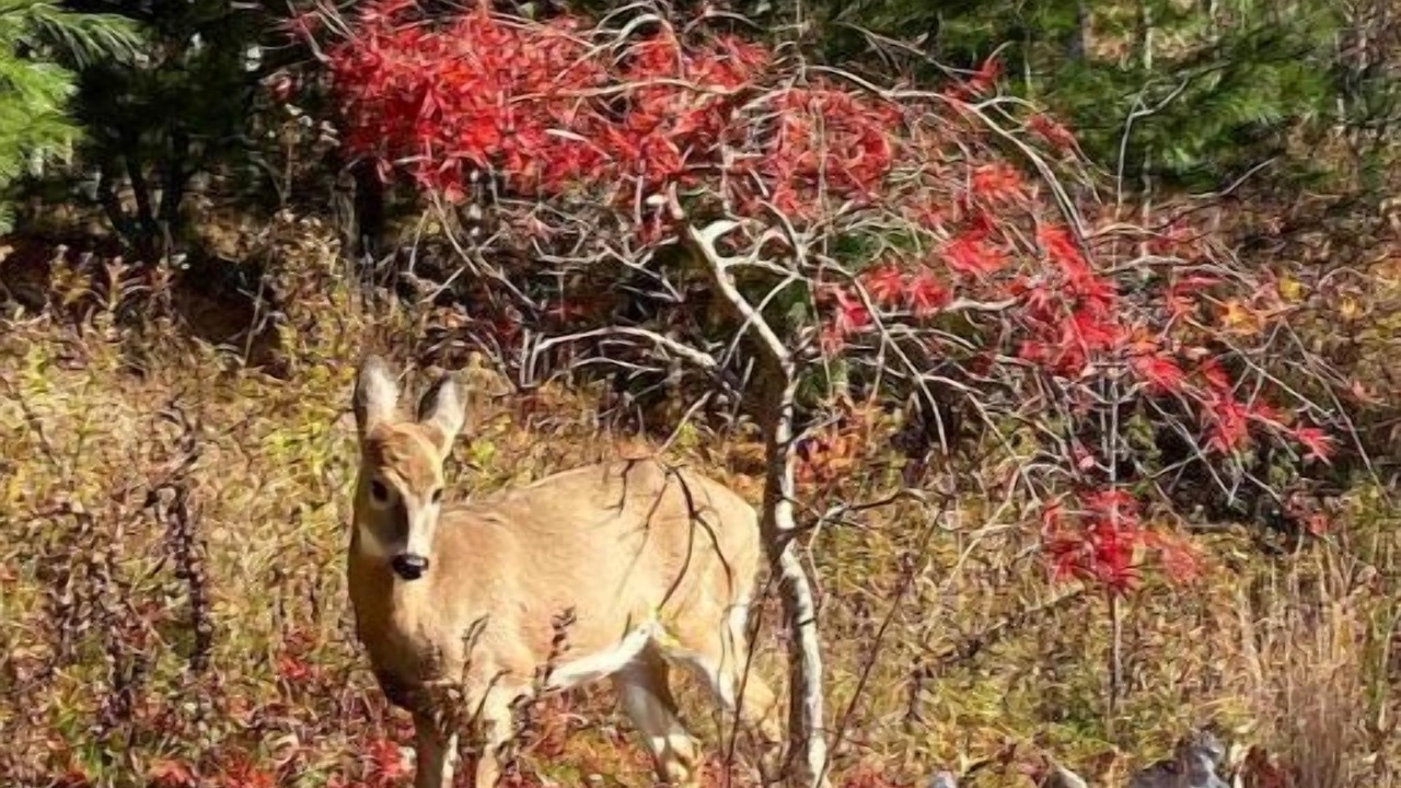 Photo of Others in Oliverea