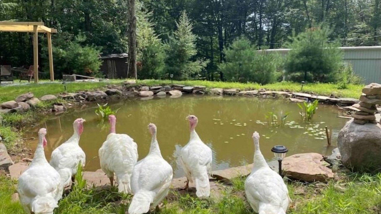 Photo of Outdoor in Oliverea