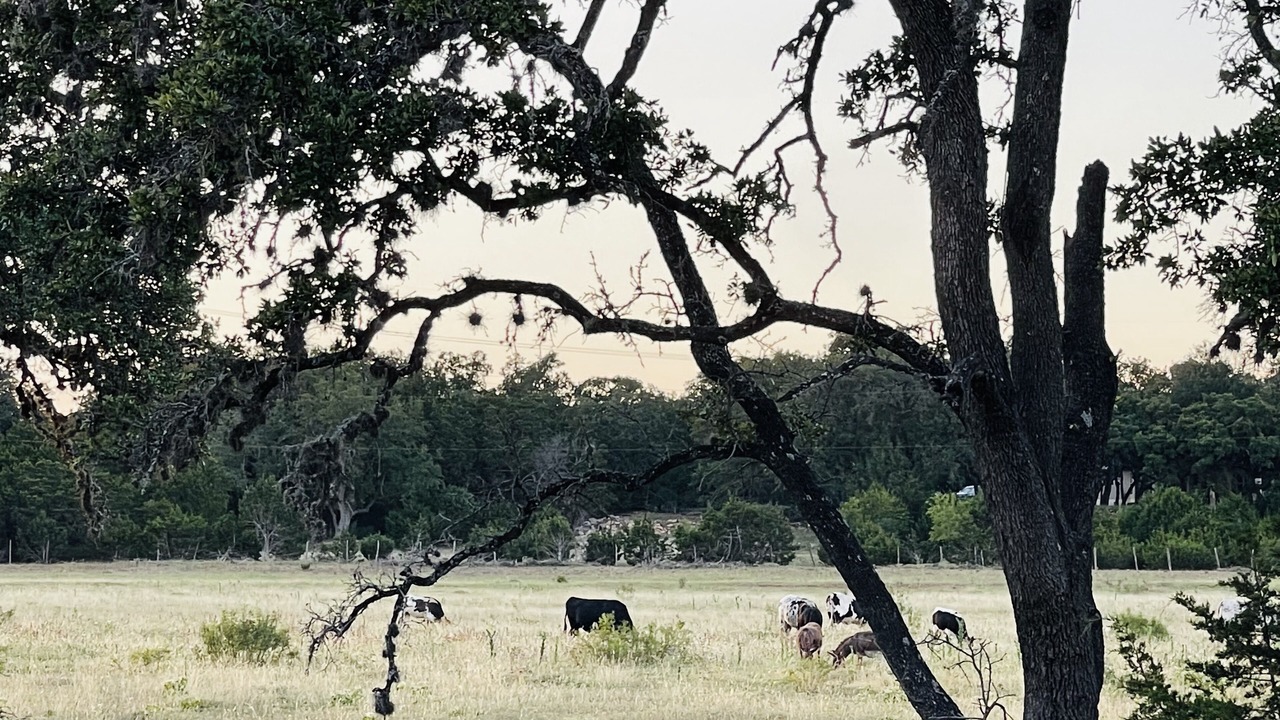 Photo of Outdoor in Bulverde