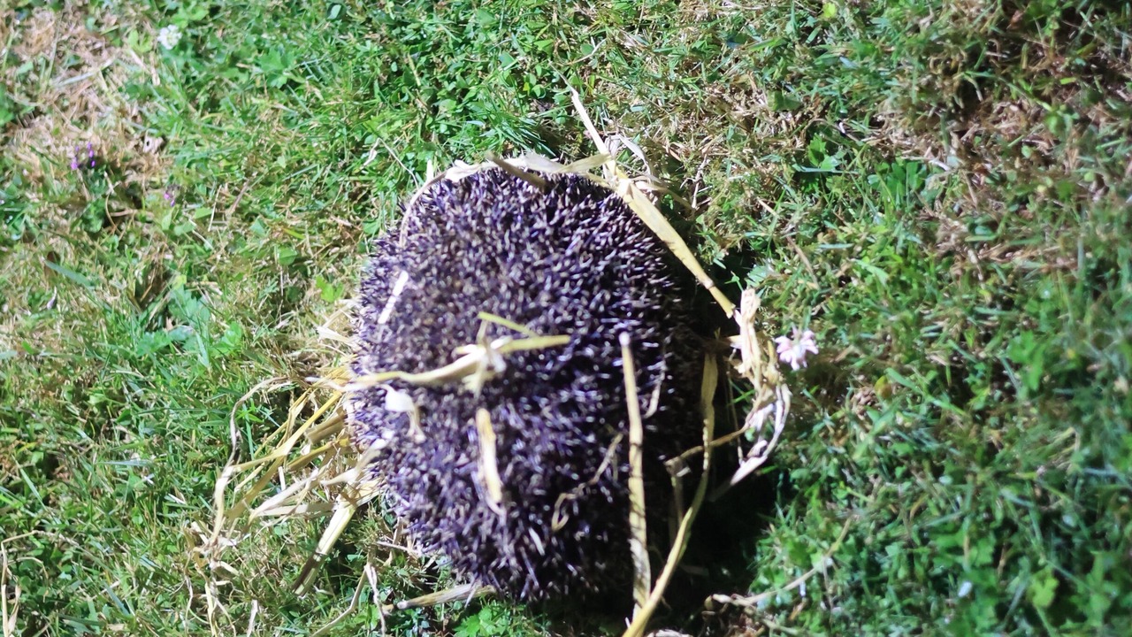 Photo of Others in Hartland