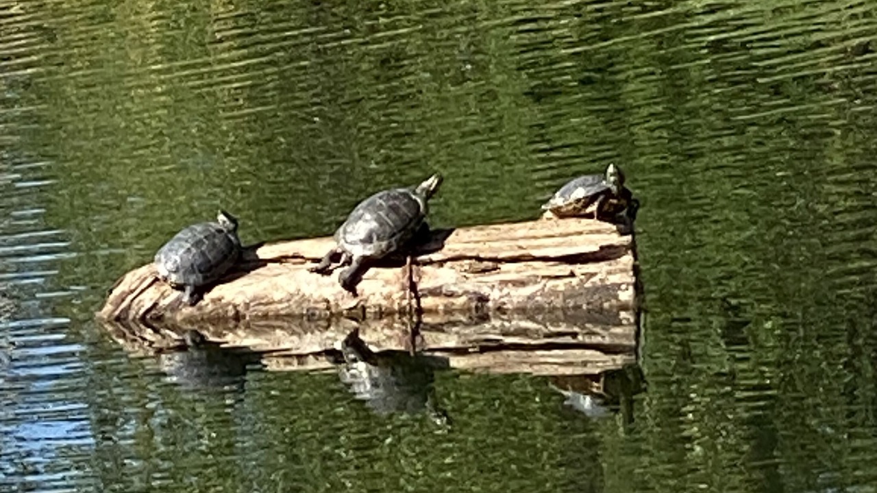 Photo of Others in Bellingham