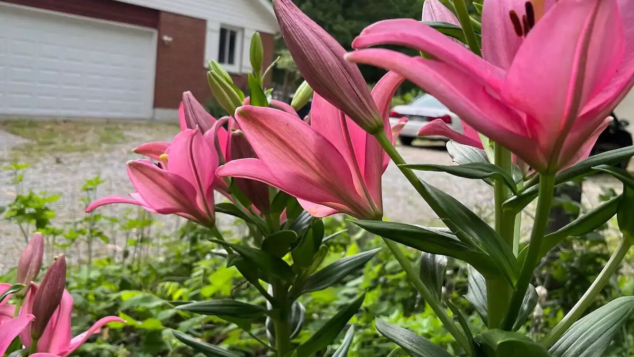 Photo of Outdoor in New Carlisle