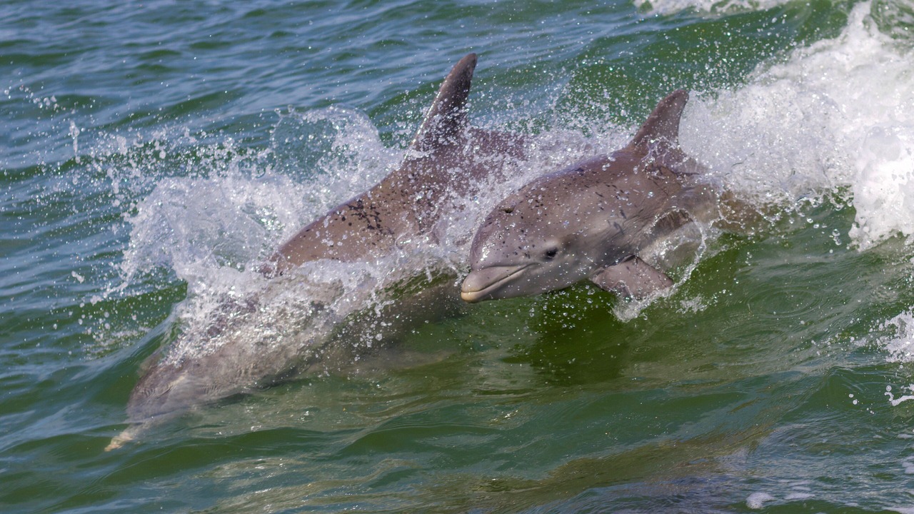 Photo of Others in South Patrick Shores