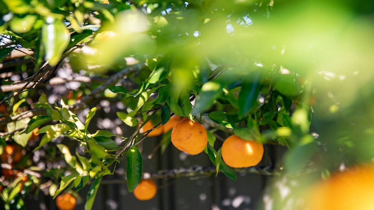 Photo of Others in Swan Bay
