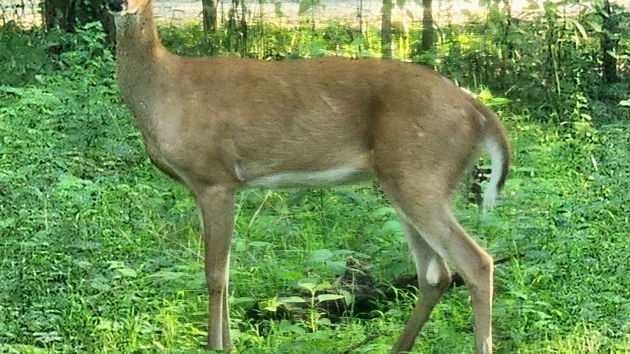 Photo of Others in Highland  Vermillion County