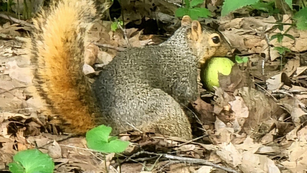 Photo of Outdoor in Highland  Vermillion County