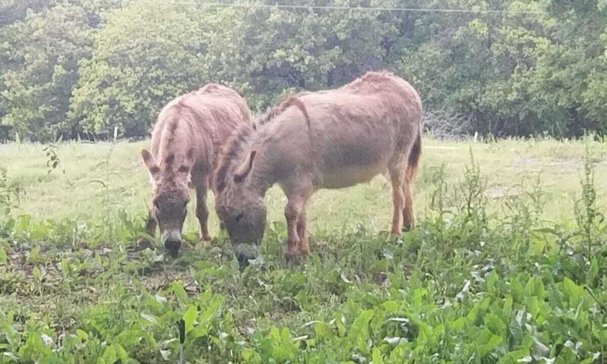 Photo of Others in Ardmore