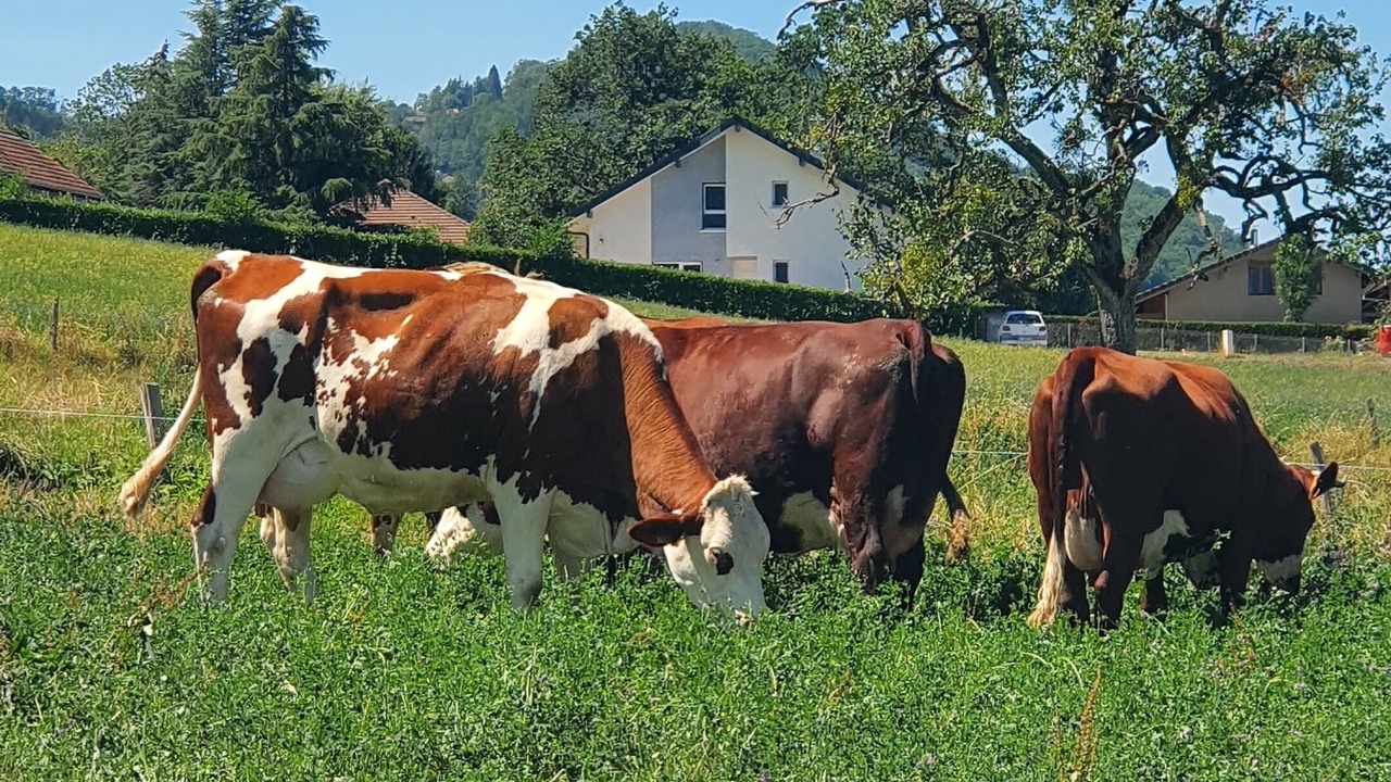 Photo of Outdoor in Bons-en-Chablais