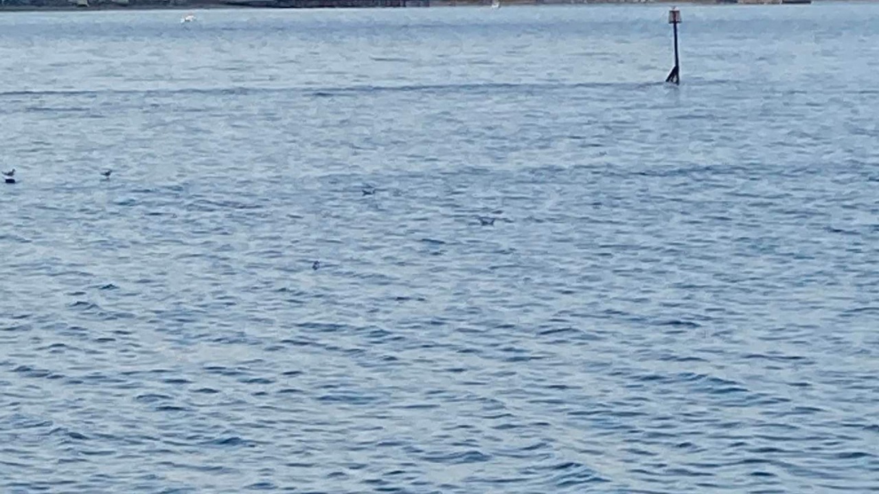 Photo of Others in Shanklin