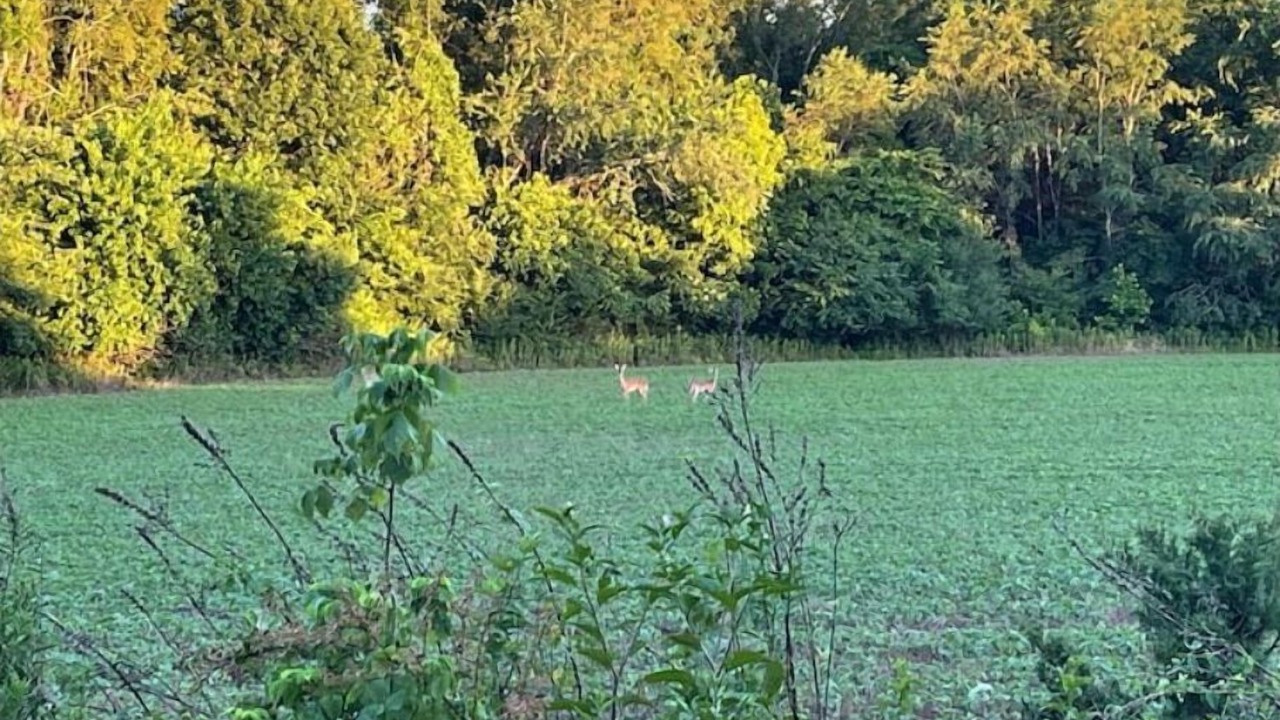 Photo of Outdoor in Murfreesboro