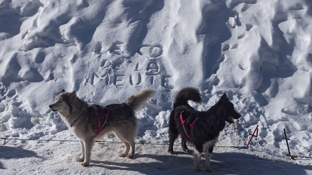 Photo of Others in Guzet Neige