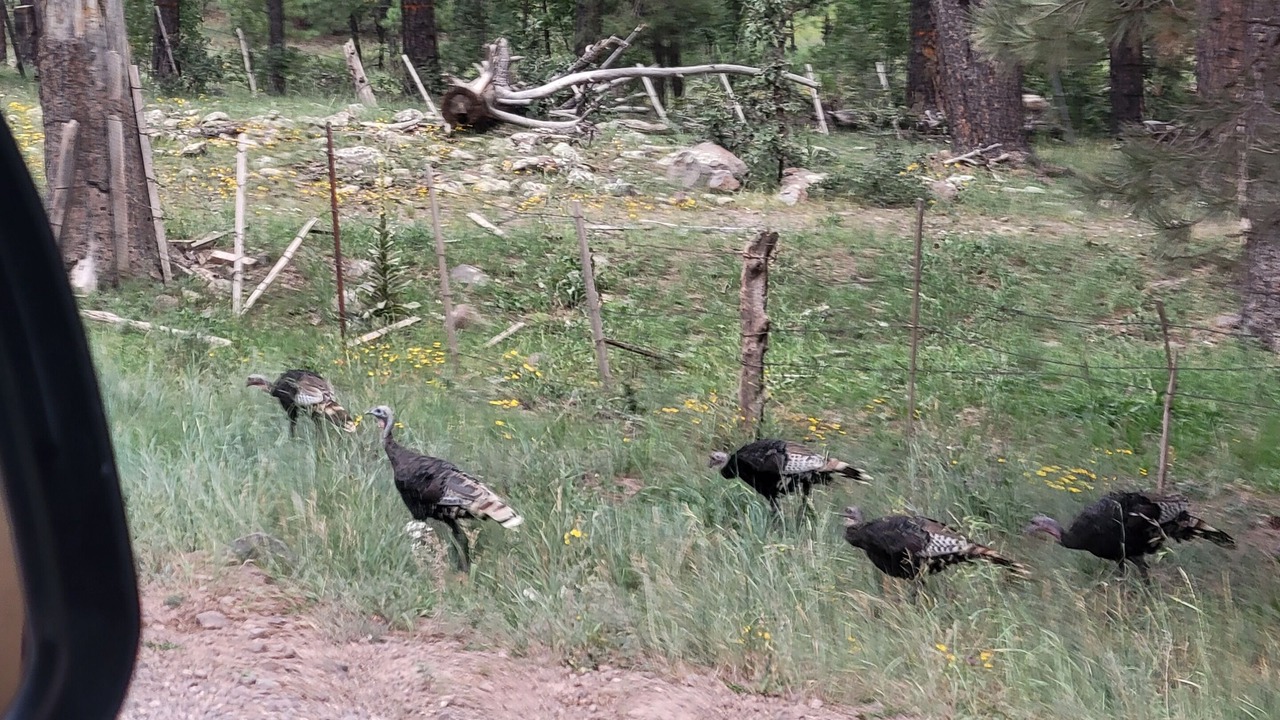 Photo of Outdoor in Alpine