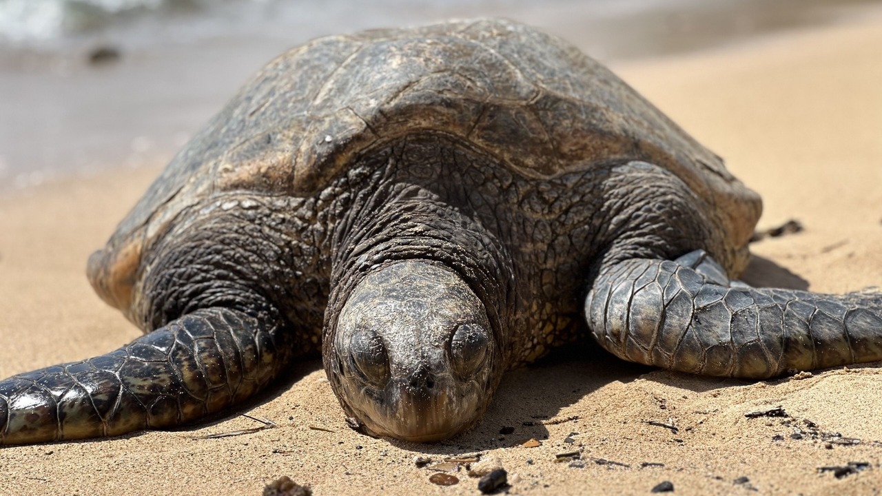 Photo of Others in Poipu