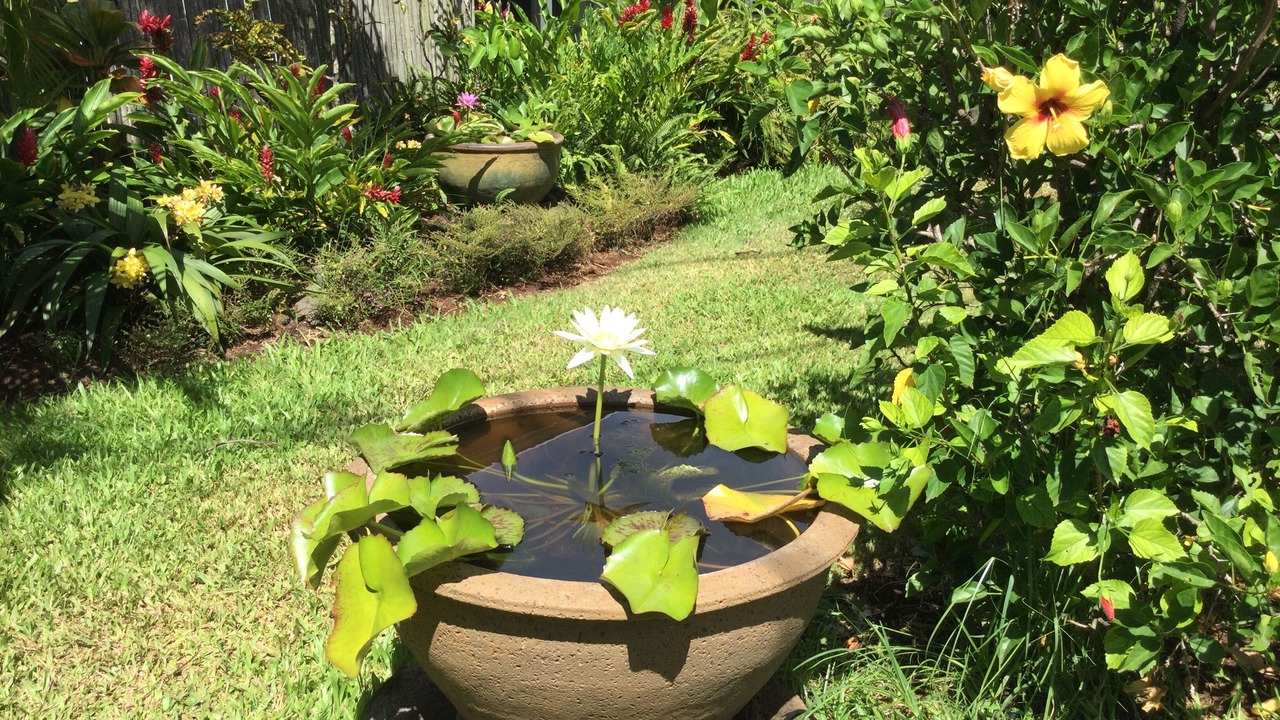 Photo of Outdoor in Poipu