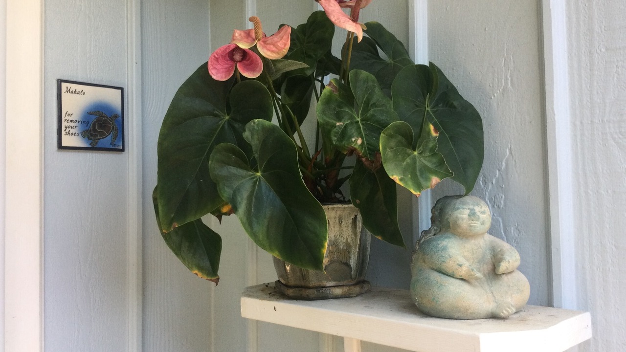 Photo of Outdoor in Poipu