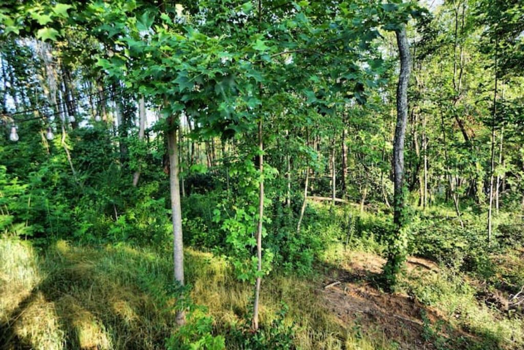 Photo of Outdoor in Kodak