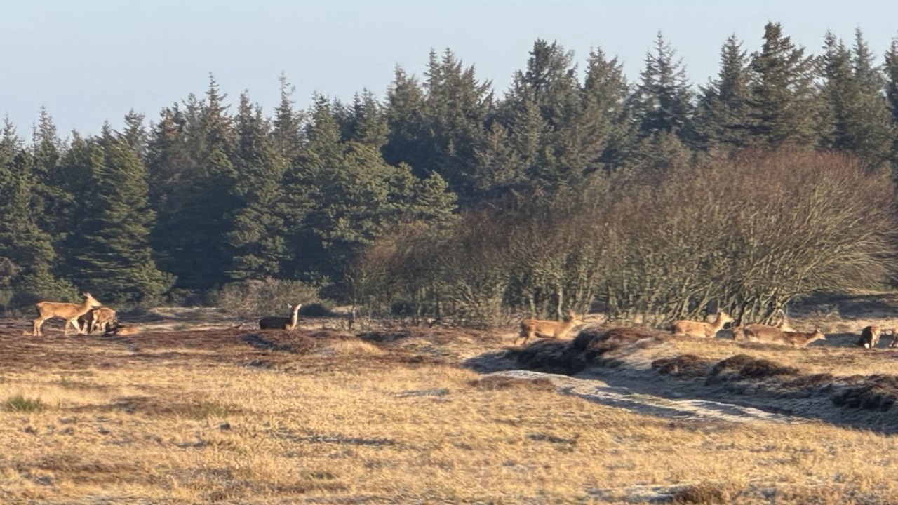 Photo of Others in Henne Strand