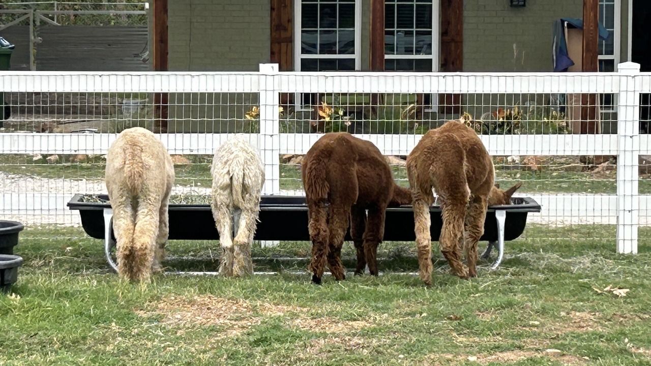 Photo of Others in Flower Mound