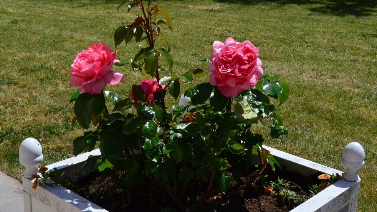 Photo of Outdoor in Richebourg