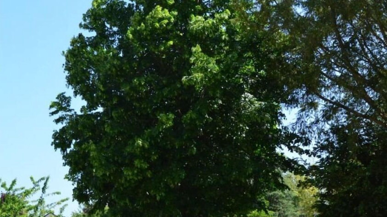 Photo of Outdoor in Richebourg