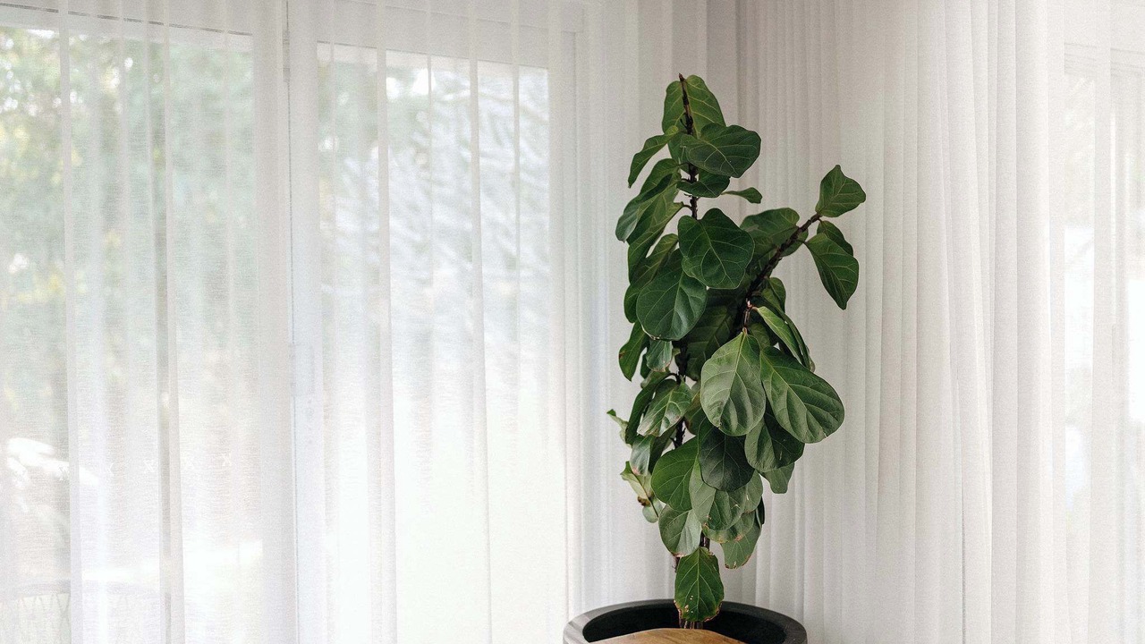 Photo of Others in Patonga